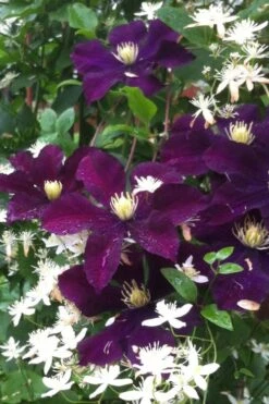 Warsaw Nike Clematis - 1 Gallon Pot -Flowers World Shop clematis warsaw nike 12
