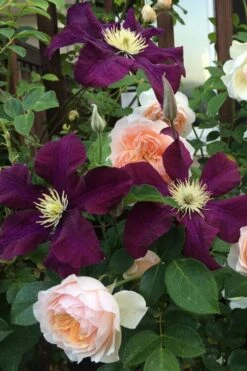 Warsaw Nike Clematis - 1 Gallon Pot -Flowers World Shop clematis warsaw nike 13