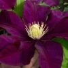 Warsaw Nike Clematis - 1 Gallon Pot -Flowers World Shop clematis warsaw nike 15