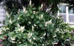 Hummingbird Summersweet Clethra - 3 Gallon Pot -Flowers World Shop clethra alnifolia hummingbird summersweet 104
