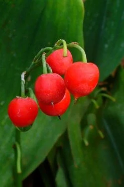 Lily Of The Valley (Convallaria Majalis) - 5 Pack Quart Pots -Flowers World Shop convallaria majalis bordeaux lily of the valley 2