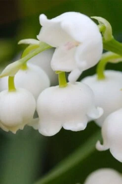 Lily Of The Valley (Convallaria Majalis) - 5 Pack Quart Pots -Flowers World Shop convallaria majalis lily of the valley 12