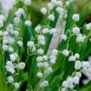 Lily Of The Valley (Convallaria Majalis) - 5 Pack Quart Pots -Flowers World Shop convallaria majalis lily of the valley 20