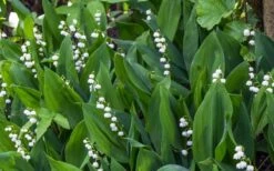 Lily Of The Valley (Convallaria Majalis) - 5 Pack Quart Pots -Flowers World Shop convallaria majalis lily of the valley 24