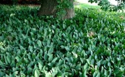 Lily Of The Valley (Convallaria Majalis) - 5 Pack Quart Pots -Flowers World Shop convallaria majalis lily of the valley 25