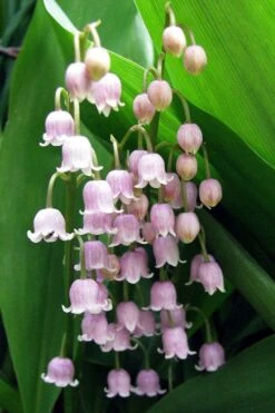 Pink Lily Of The Valley (Convallaria Majalis 'Rosea') - 1 Gallon Pot -Flowers World Shop convallaria majalis rosea pink lily of the valley 1