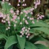 Pink Lily Of The Valley (Convallaria Majalis 'Rosea') - 1 Gallon Pot 1 Pink Lily Of The Valley (Convallaria Majalis 'Rosea') - 1 Gallon Pot -Flowers World Shop convallaria majalis rosea pink lily of the valley 2