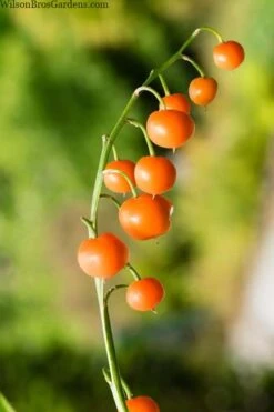 Pink Lily Of The Valley (Convallaria Majalis 'Rosea') - 1 Gallon Pot -Flowers World Shop convallaria majalis rosea pink lily of the valley 5