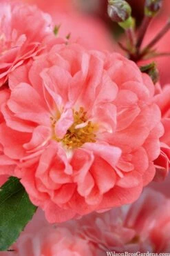 Coral Drift Groundcover Rose - 2 Gallon Pot -Flowers World Shop coral drift rose 101