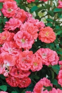 Coral Drift Groundcover Rose - 2 Gallon Pot -Flowers World Shop coral drift rose 102