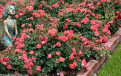 Coral Drift Groundcover Rose - 2 Gallon Pot -Flowers World Shop coral drift rose 104