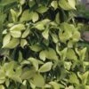 Lucky Leprechaun Dogwood Tree (Cornus Elliptica) - 1 Gallon Pot -Flowers World Shop cornus eliptica lecky leprechaun evergreen dogwood 1