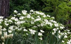 Suwannee Squat Dwarf Flowering Dogwood - 3 Gallon Pot -Flowers World Shop cornus florida suwannee squat white dogwood 1