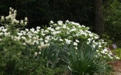 Suwannee Squat Dwarf Flowering Dogwood - 3 Gallon Pot -Flowers World Shop cornus florida suwannee squat white dogwood 3