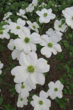 Suwannee Squat Dwarf Flowering Dogwood - 3 Gallon Pot -Flowers World Shop cornus florida suwannee squat white dogwood 6