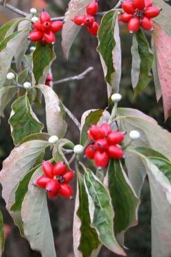 Suwannee Squat Dwarf Flowering Dogwood - 3 Gallon Pot -Flowers World Shop cornus florida white flowering dogwood fruit berries 9