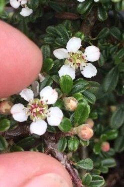 Streib's Findling Cotoneaster - 1 Gallon Pot -Flowers World Shop cotoneaster dammeri streibs findling 3
