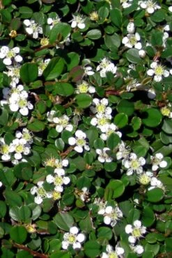 Streib's Findling Cotoneaster - 1 Gallon Pot -Flowers World Shop cotoneaster dammeri streibs findling 4