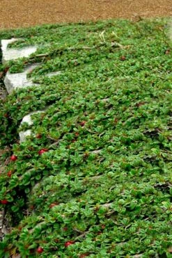 Streib's Findling Cotoneaster - 1 Gallon Pot -Flowers World Shop cotoneaster dammeri streibs findling 5