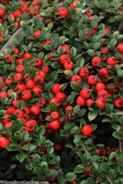 Streib's Findling Cotoneaster - 1 Gallon Pot -Flowers World Shop cotoneaster dammeri streibs findling 8