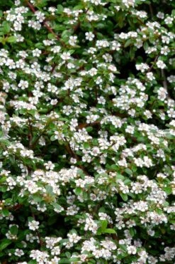 Streib's Findling Cotoneaster - 1 Gallon Pot -Flowers World Shop cotoneaster dammeri streibs findling 9