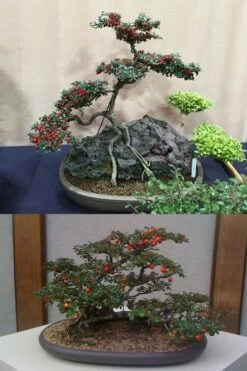 Streib's Findling Cotoneaster - 1 Gallon Pot -Flowers World Shop cotoneaster dammeri streibs findling bonsai 13