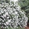 Acoma Weeping White Crape Myrtle - 1 Gallon Pot -Flowers World Shop crape myrtle acoma 12 1