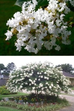 Acoma Weeping White Crape Myrtle - 1 Gallon Pot -Flowers World Shop crape myrtle acoma 500x750 2