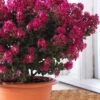 Berry Dazzle Dwarf Crape Myrtle - 2 Gallon Pot 1 Berry Dazzle Dwarf Crape Myrtle - 2 Gallon Pot -Flowers World Shop crape myrtle berry dazzle 100 1