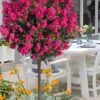 Berry Dazzle Dwarf Crape Myrtle (Single-Trunk Topiary) - 7 Gallon Pot 2 Berry Dazzle Dwarf Crape Myrtle (Single-Trunk Topiary) - 7 Gallon Pot -Flowers World Shop crape myrtle berry dazzle tree form topiary standard 1