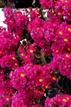 Berry Dazzle Dwarf Crape Myrtle (Single-Trunk Topiary) - 7 Gallon Pot -Flowers World Shop crape myrtle berry dazzle tree form topiary standard 2