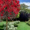 Black Diamond Best Red Crape Myrtle (Single Trunk Tree) - 7 Gallon Pot -Flowers World Shop crape myrtle black diamond best red single trunk tree 3