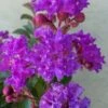 Catawba Purple Crape Myrtle - 1 Gallon Pot -Flowers World Shop crape myrtle catawba 7 1