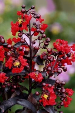Center Stage Red Black Leaf Crape Myrtle - 3 Gallon Pot -Flowers World Shop crape myrtle center stage red 1 1