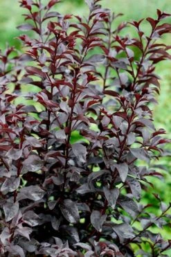 Center Stage Red Black Leaf Crape Myrtle - 3 Gallon Pot -Flowers World Shop crape myrtle center stage red 4 1