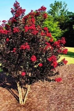 Center Stage Red Black Leaf Crape Myrtle -2 Gallon Pot -Flowers World Shop crape myrtle center stage red 5