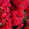 Cherry Dazzle Dwarf Crape Myrtle - 3 Gallon Pot -Flowers World Shop crape myrtle cherry dazzle 30