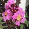 Delta Jazz Crape Myrtle - 3 Gallon Pot -Flowers World Shop crape myrtle delta jazz 201 1