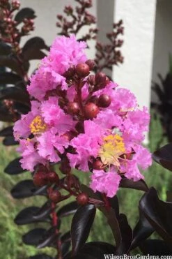 Delta Jazz Crape Myrtle - Single Trunk Topiary Tree - 5 Gallon Pot 11 Delta Jazz Crape Myrtle - Single Trunk Topiary Tree - 5 Gallon Pot -Flowers World Shop crape myrtle delta jazz 201 2