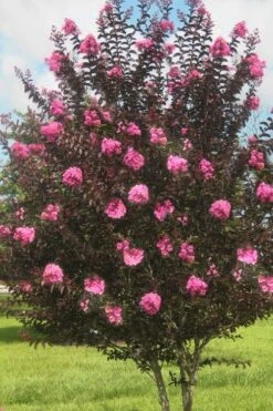 Delta Jazz Crape Myrtle - 2 Gallon Pot -Flowers World Shop crape myrtle delta jazz 50