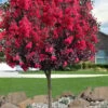 Double Dynamite Crape Myrtle Tree (Single Trunk Tree) - 5 Gallon Pot 2 Double Dynamite Crape Myrtle Tree (Single Trunk Tree) - 5 Gallon Pot -Flowers World Shop crape myrtle double dynamite 100 1