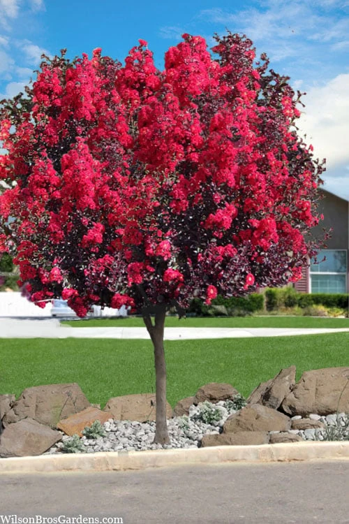 Double Dynamite Crape Myrtle Tree (Single Trunk Tree) - 5 Gallon Pot 3 Double Dynamite Crape Myrtle Tree (Single Trunk Tree) - 5 Gallon Pot