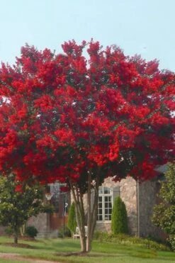 Dynamite Red Crape Myrtle - 3 Gallon Pot -Flowers World Shop crape myrtle dynamite 10 2