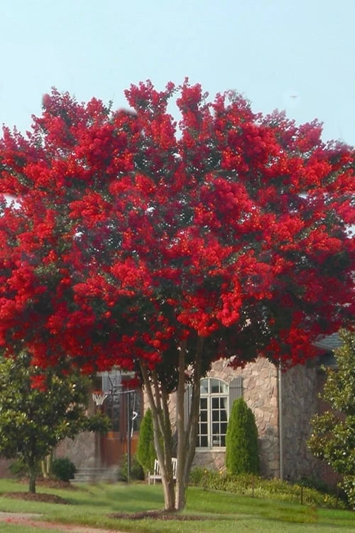 Dynamite Red Crape Myrtle - 1 Gallon Pot 6 Dynamite Red Crape Myrtle - 1 Gallon Pot - Image 4