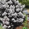 Lunar Magic Crape Myrtle Tree (Multi Trunk) - 3 Gallon Pot -Flowers World Shop crape myrtle lunar magic 22