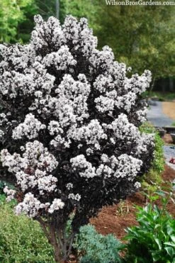 Lunar Magic Crape Myrtle Tree (Multi Trunk) - 3 Gallon Pot