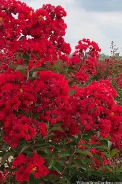 Miss Frances Red Crape Myrtle - 3 Gallon Pot -Flowers World Shop crape myrtle miss frances red 1
