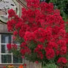 Miss Frances Red Crape Myrtle - 3 Gallon Pot -Flowers World Shop crape myrtle miss frances red 2