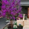 Miss Sandra Purple Crape Myrtle - 6 Pack Of 1 Gallon Pots -Flowers World Shop crape myrtle miss sandra purple 1 1