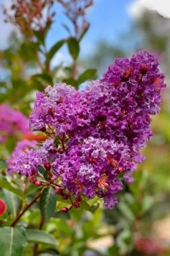 Miss Sandra Purple Crape Myrtle - 6 Pack Of 1 Gallon Pots -Flowers World Shop crape myrtle miss sandra purple 2 1